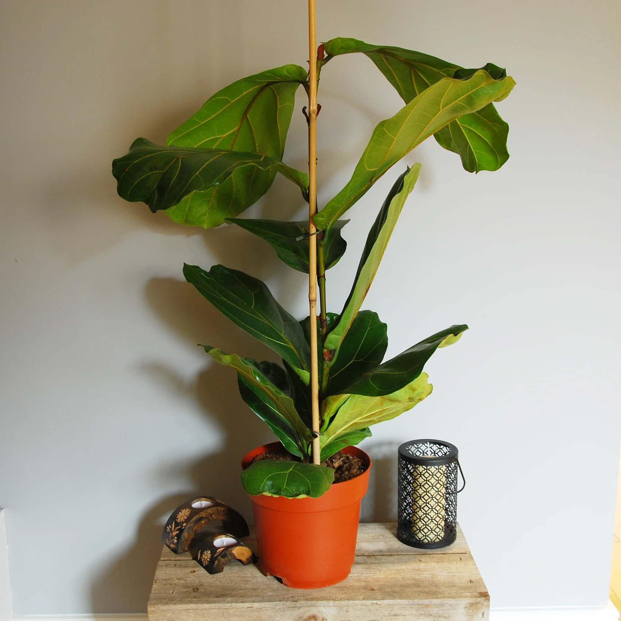 Ficus lyrata
