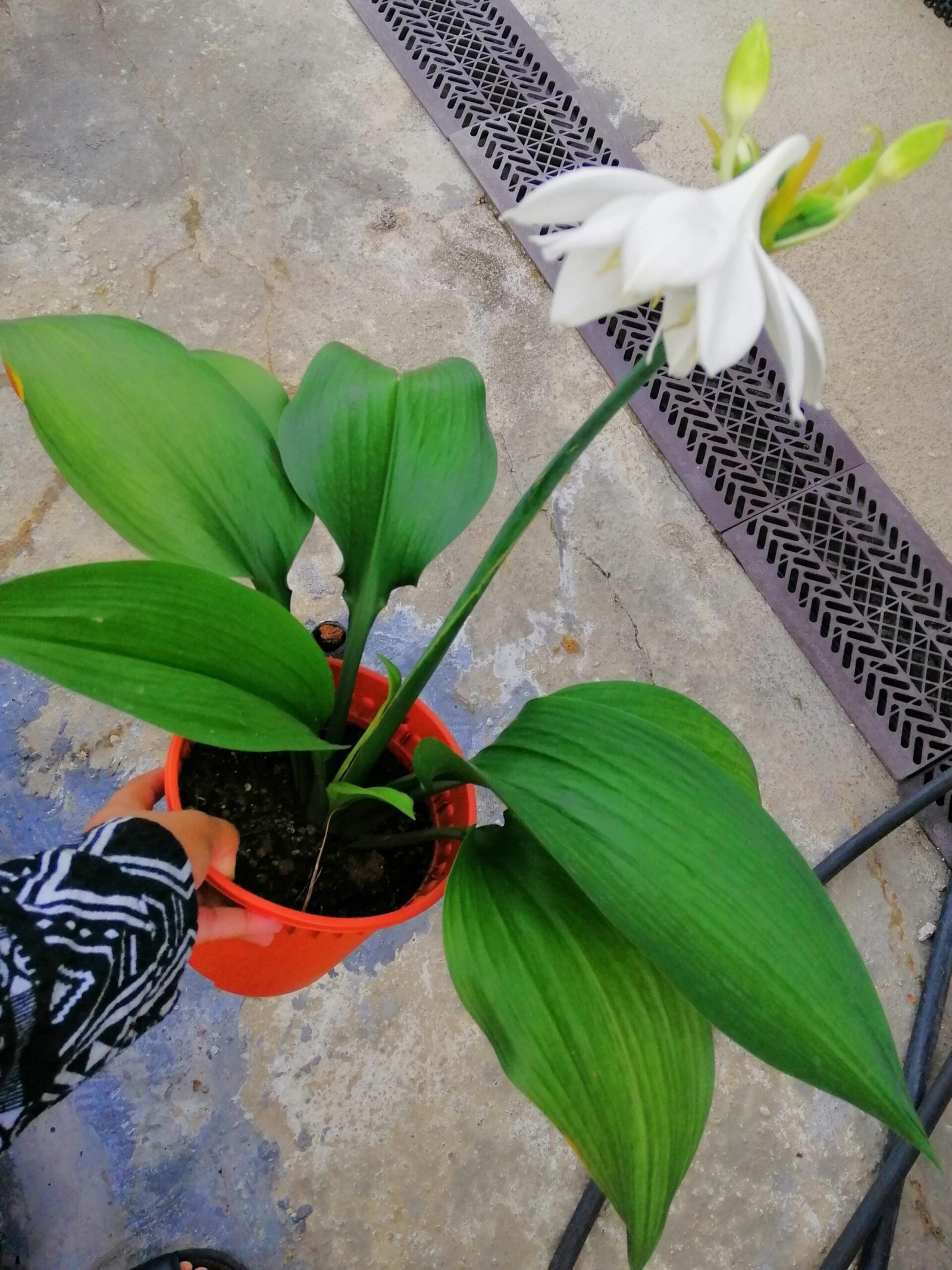 Eucharis yra vienas iš gražiausių kambariuose auginamų svogūninių augalų gražiais, blizgančiais lapais.