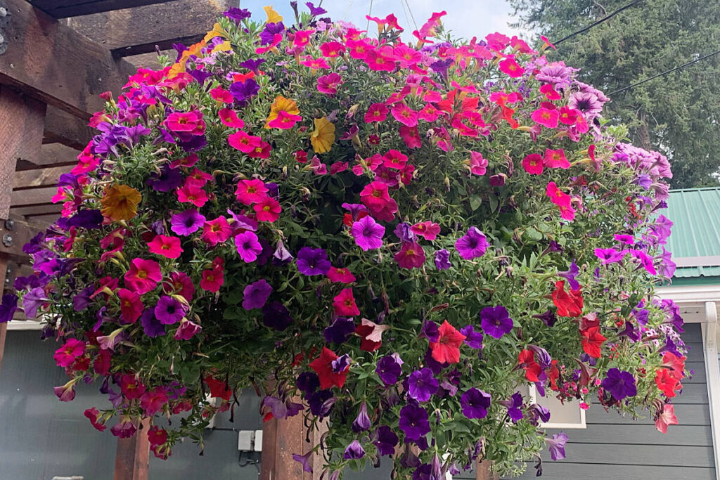 Petunija (Petunia) - zup